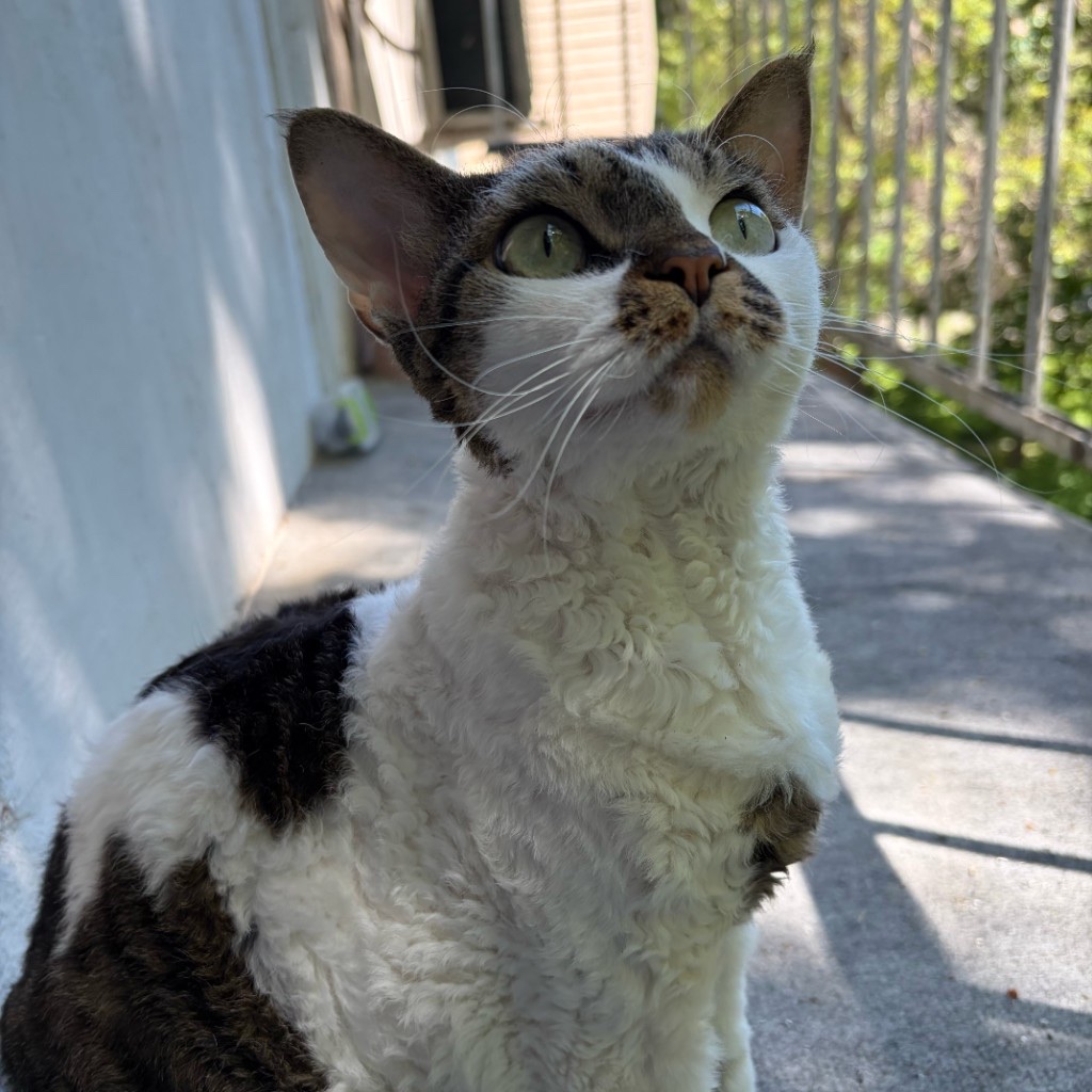 Loki looking up curiously in the sun